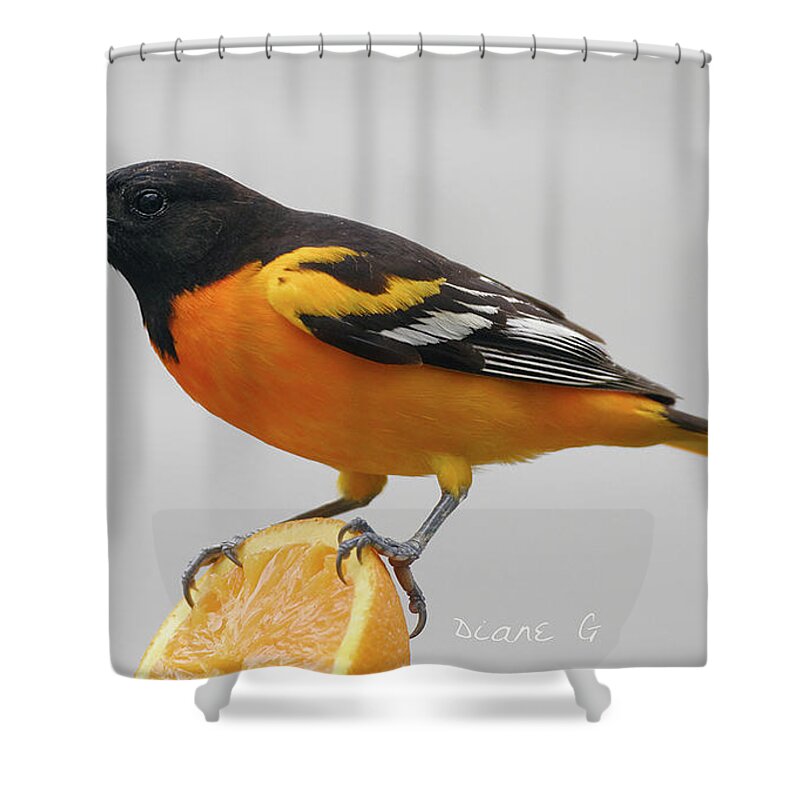 Male Baltimore Oriole Shower Curtain featuring the photograph Male Baltimore Oriole by Diane Giurco