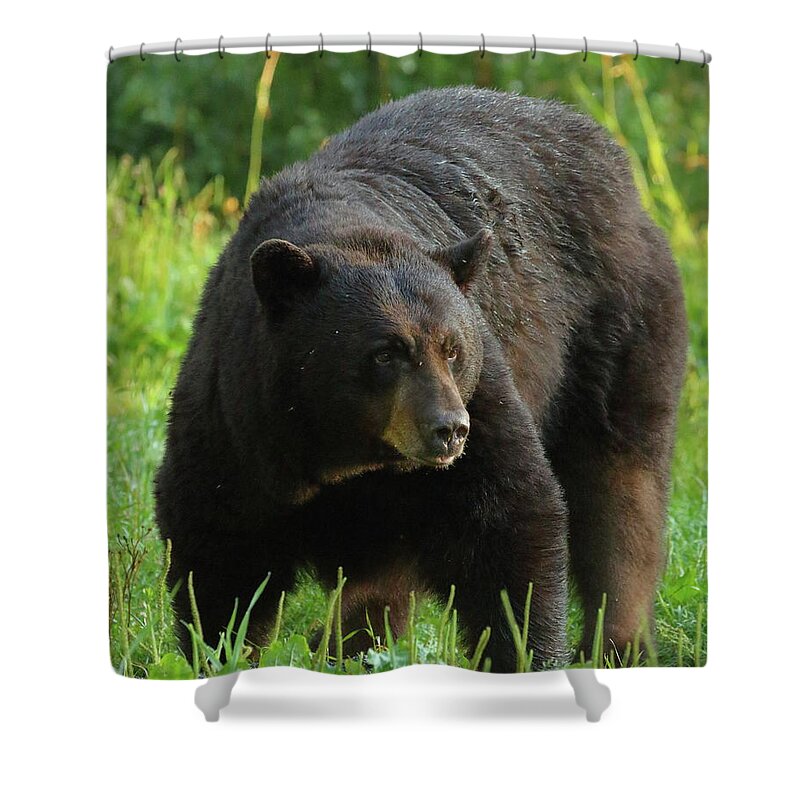 American Black Bear Shower Curtain featuring the photograph Male Black Bear in late light by Coby Cooper