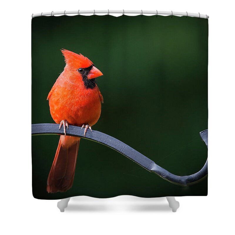 Bird Shower Curtain featuring the photograph Male Cardinal at the Feeder by Phil And Karen Rispin