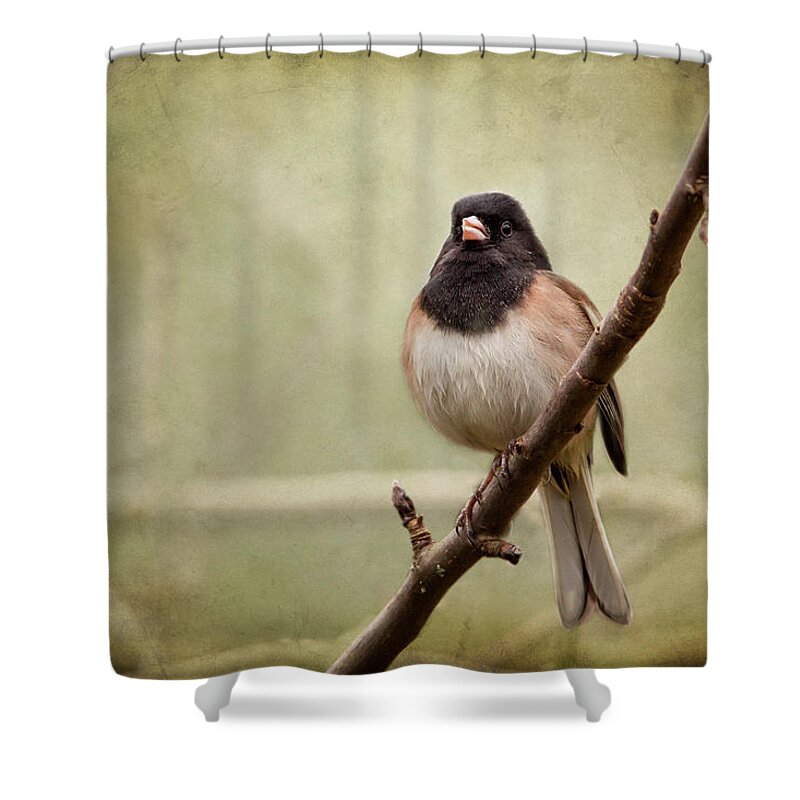 Junco Shower Curtain featuring the photograph Male Dark-eyed Junco - 365-186 by Inge Riis McDonald