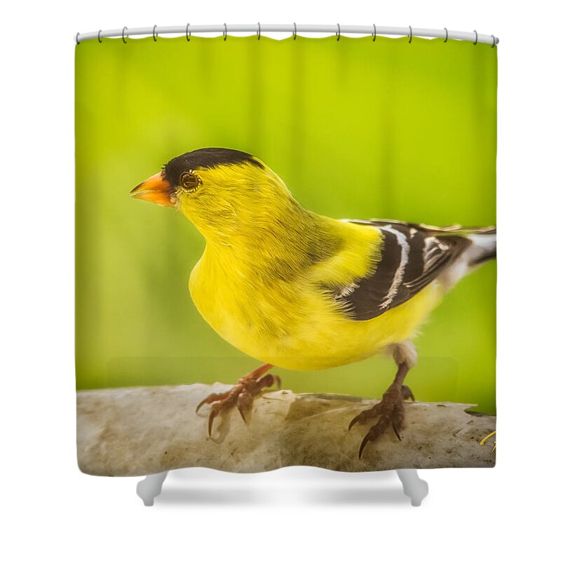 Animals Shower Curtain featuring the photograph Male Goldfinch by Rikk Flohr
