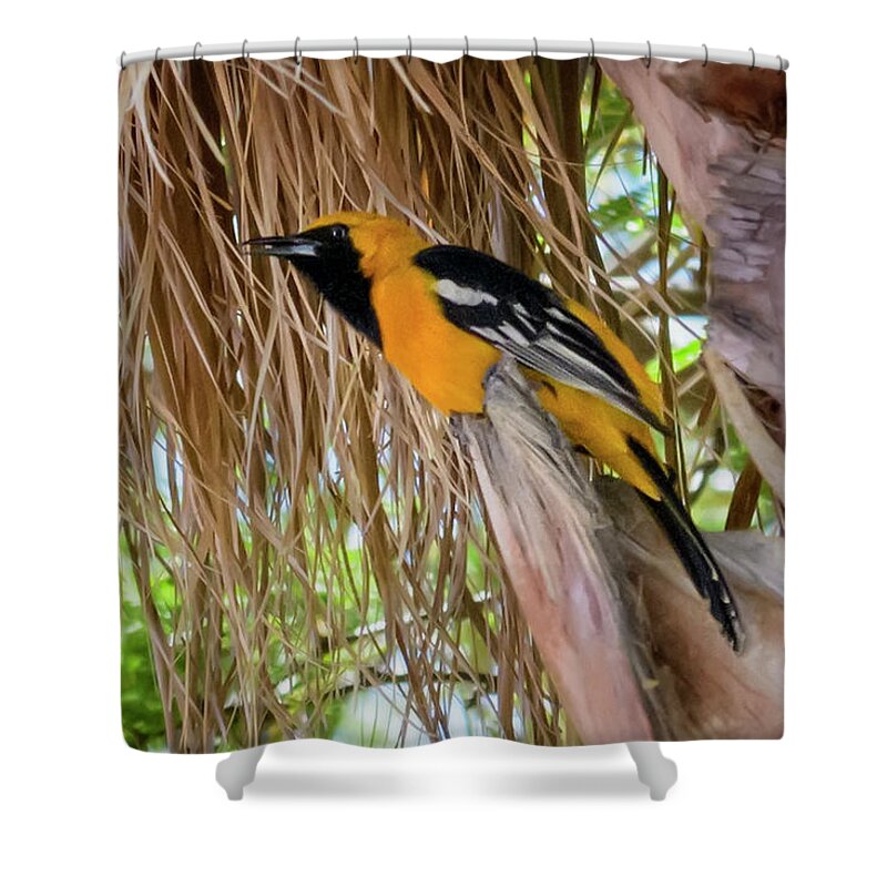 Feathered Friend Shower Curtain featuring the photograph Male Hooded Oriole H17 by Mark Myhaver