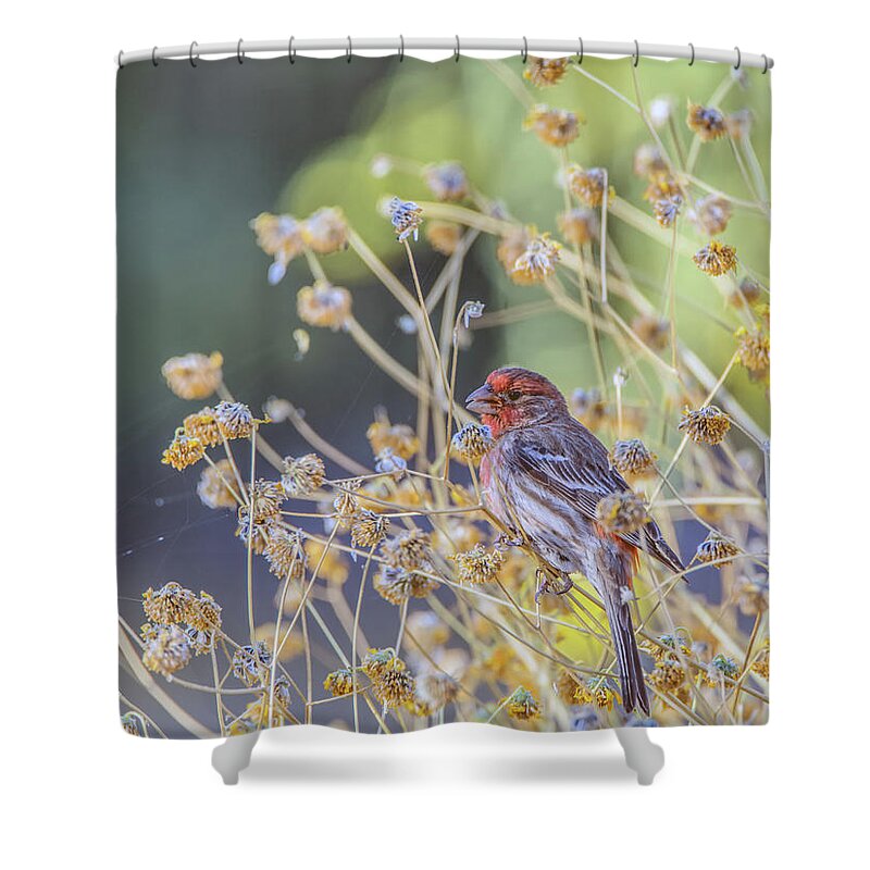 Gilbert Shower Curtain featuring the photograph Male House Finch 7335 by Tam Ryan