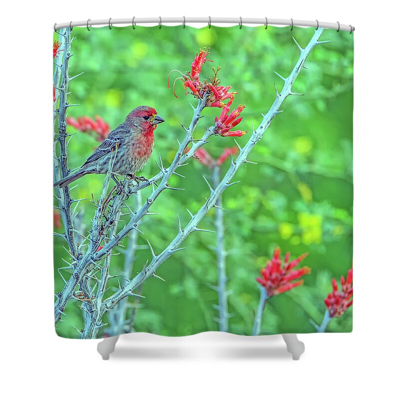 House Shower Curtain featuring the photograph Male House Finch 8347 by Tam Ryan
