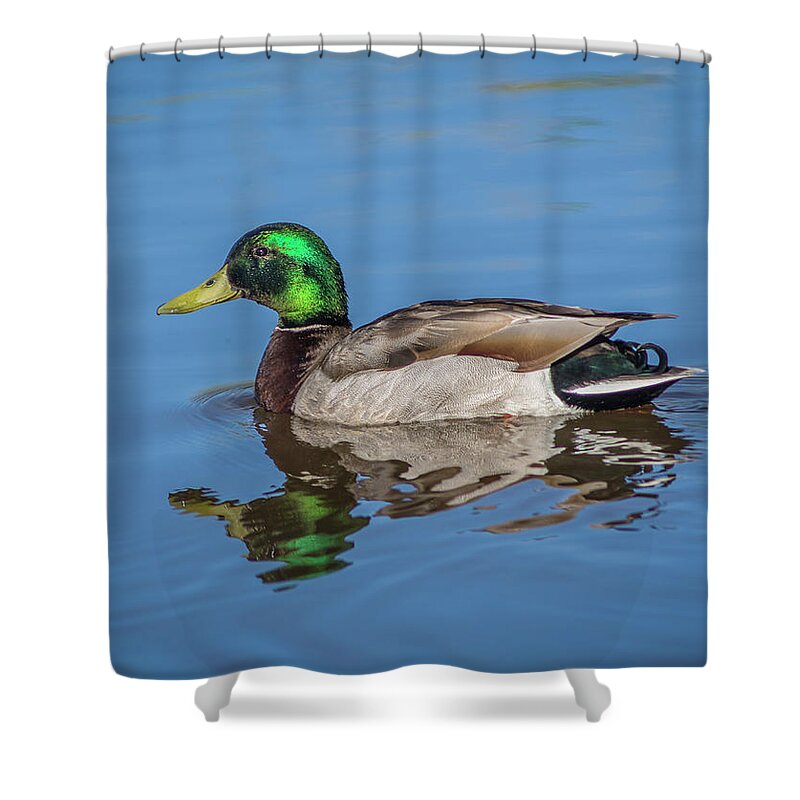 Mallard Shower Curtain featuring the photograph Male Mallard Duck in Water by Rick Mosher