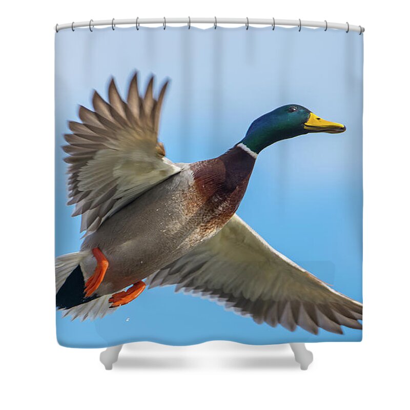 20170128 Shower Curtain featuring the photograph Male Mallard Fly By by Jeff at JSJ Photography