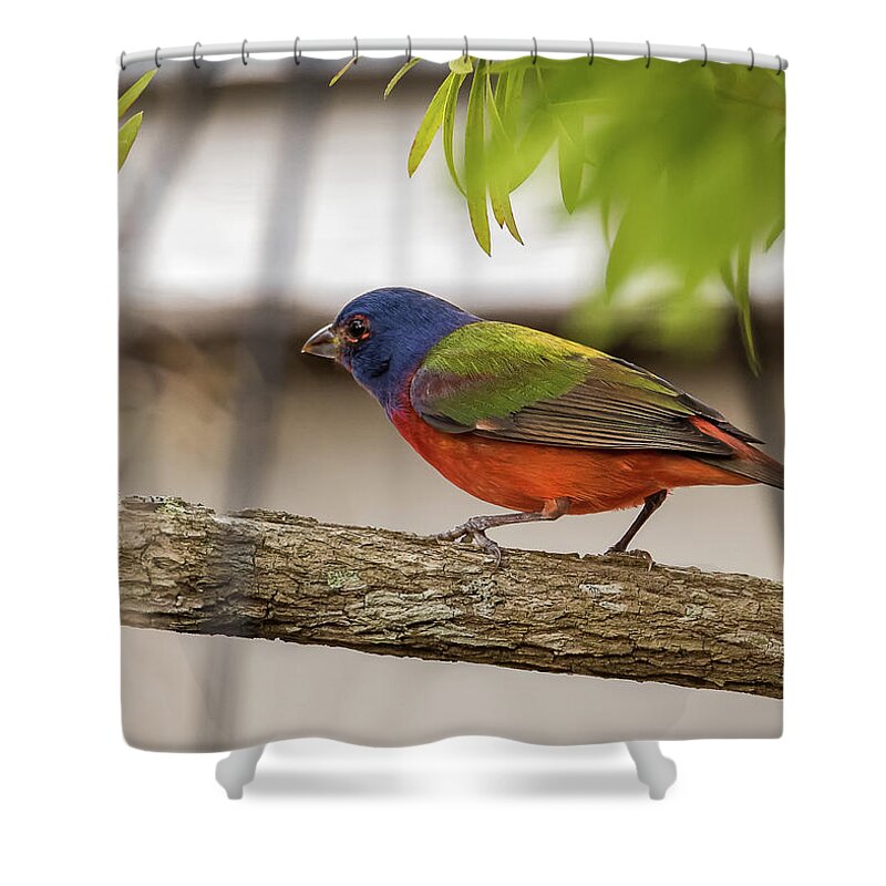 Bird Shower Curtain featuring the photograph Male Painted Bunting by Norman Peay
