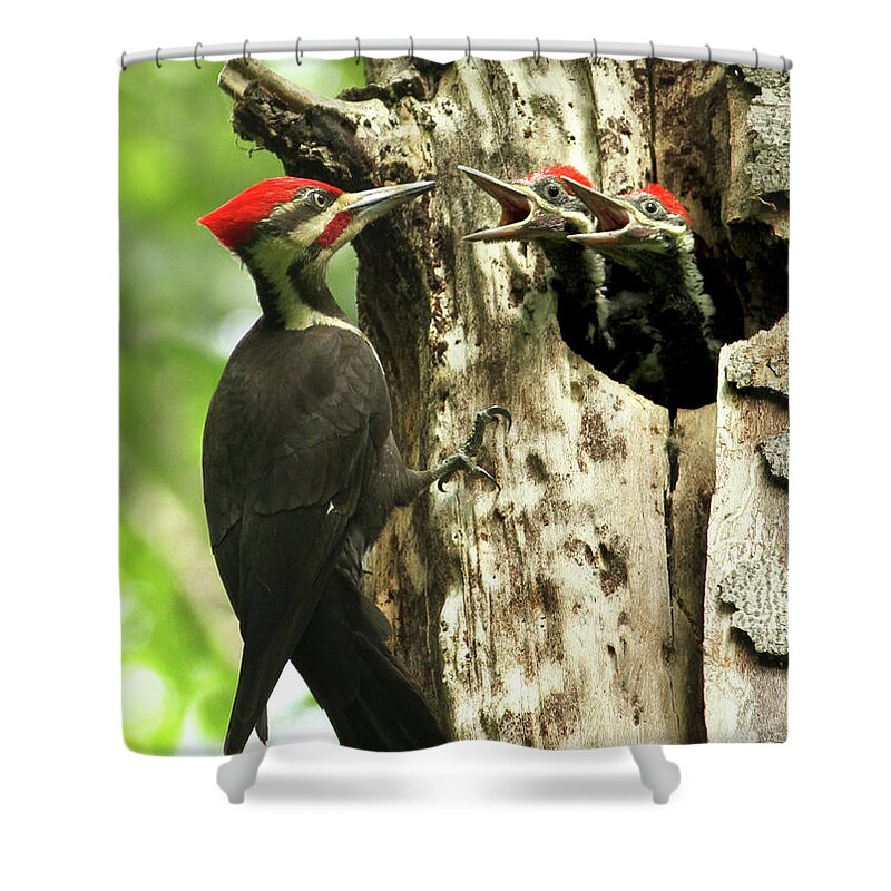 Hungry Shower Curtain featuring the photograph Male Pileated Woodpecker at nest by Mircea Costina Photography
