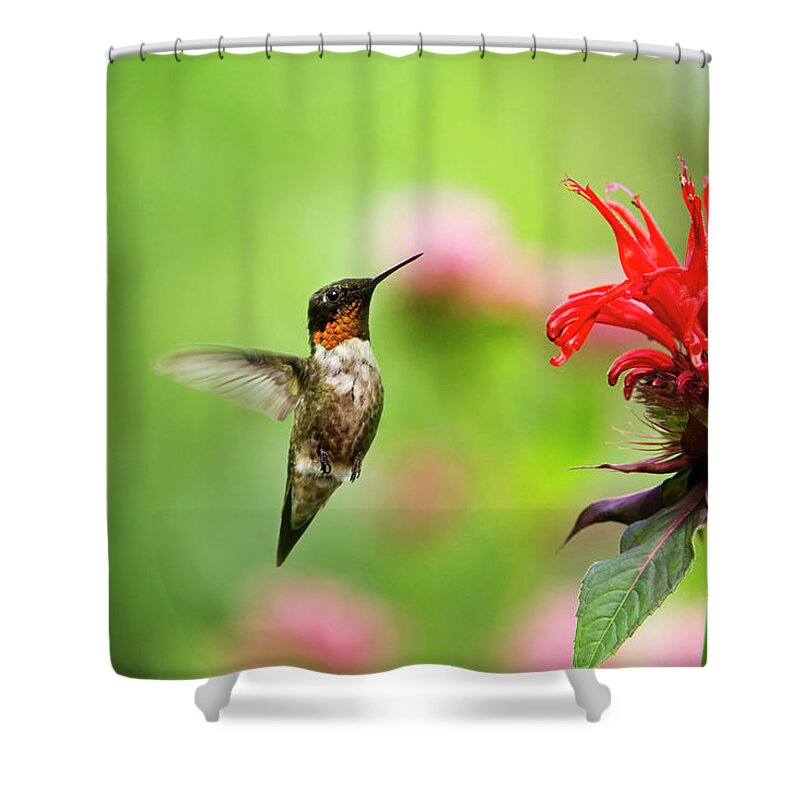 Hummingbird Shower Curtain featuring the photograph Male Ruby-Throated Hummingbird Hovering Near Flowers by Christina Rollo