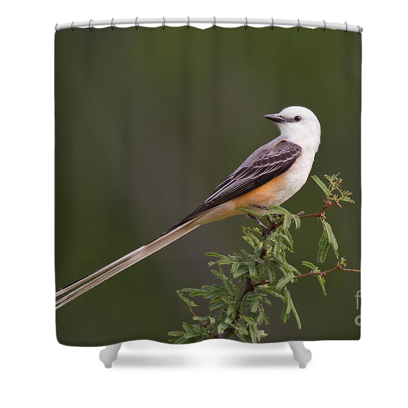 Dave Welling Shower Curtain featuring the photograph Male Scissor-tail Flycatcher Tyrannus Forficatus Wild Texas by Dave Welling