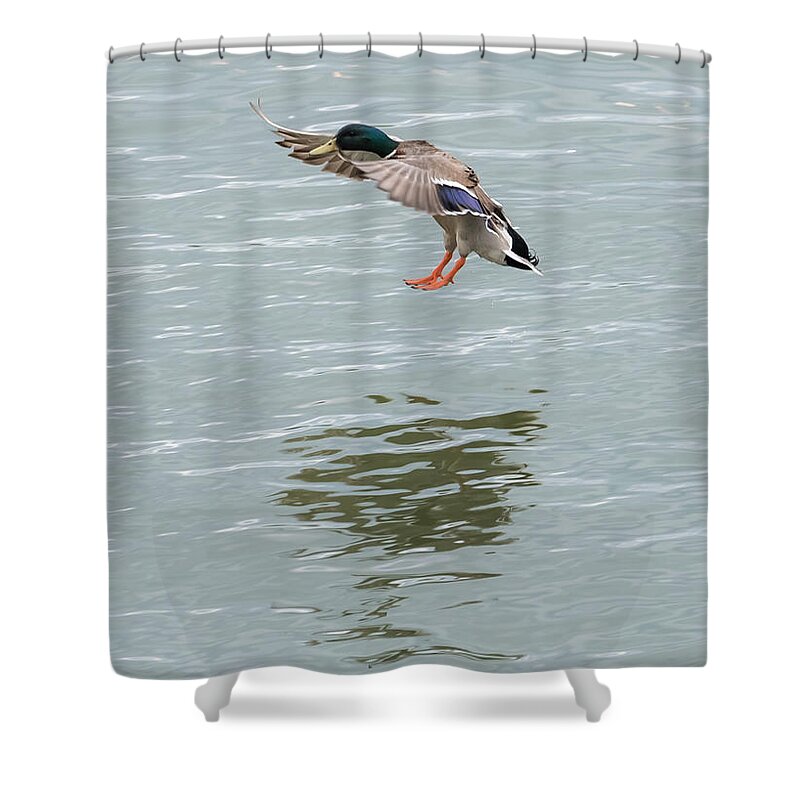 Mallard Shower Curtain featuring the photograph Mallard Drake Coming In For A Landing On The Ohio by Holden The Moment