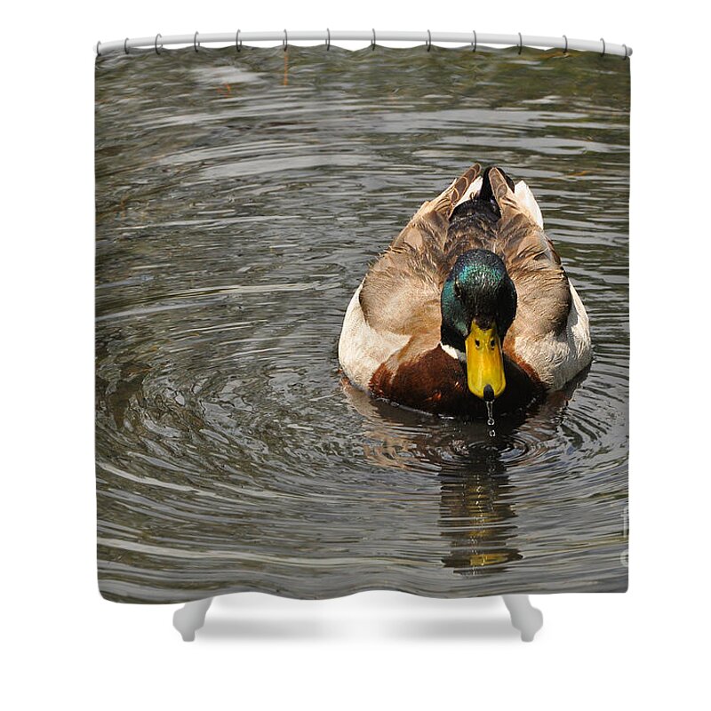 Mallard Shower Curtain featuring the photograph Mallard Duck Drake with water droplets on bill by Merrimon Crawford