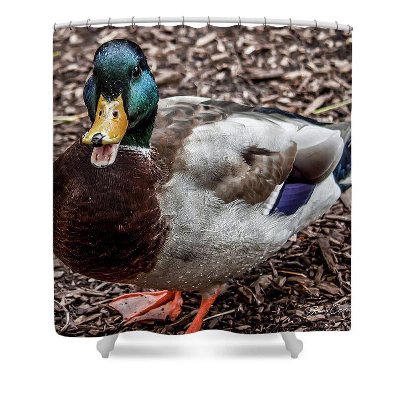Mallard Duck Shower Curtain featuring the photograph Mallard Duck by Joann Copeland-Paul