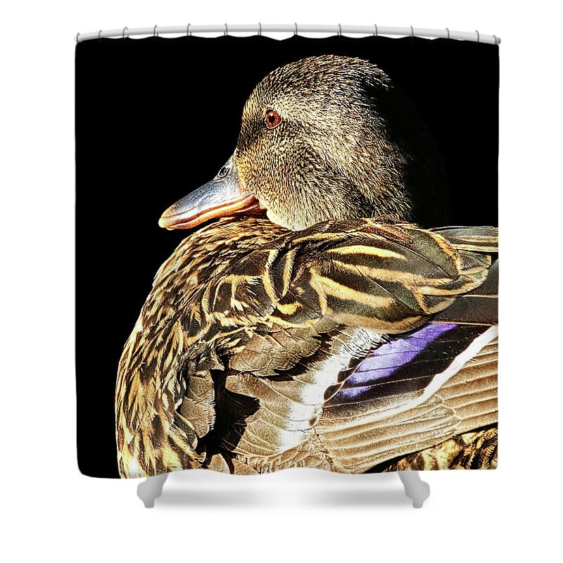 Duck Shower Curtain featuring the photograph Mallard Duck Portrait by Abram House