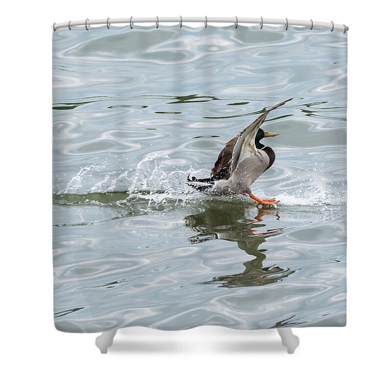 Mallard Shower Curtain featuring the photograph Mallard Duck Sticks His Landing by Holden The Moment