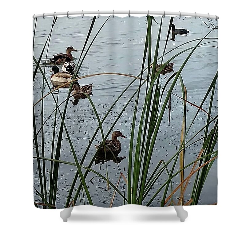 Mighty Sight Studio Shower Curtain featuring the photograph Mallard Migration by Steve Sperry