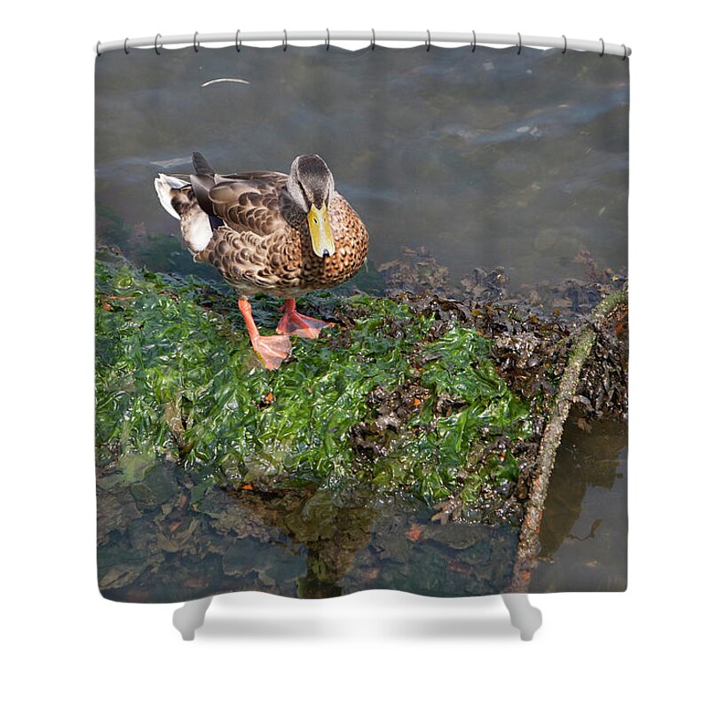Duck Shower Curtain featuring the photograph Mallard on a barral by Jason Hughes