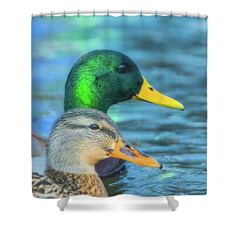 20170128 Shower Curtain featuring the photograph Mallard Profile Pair by Jeff at JSJ Photography