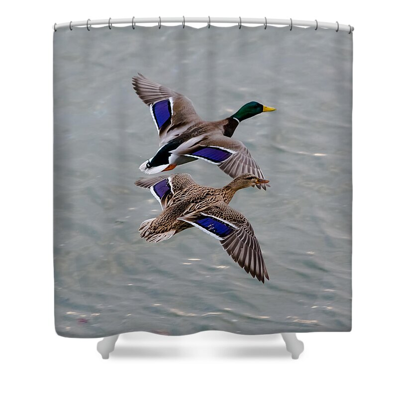 Mallards Shower Curtain featuring the photograph Mallards in Flight by Holden The Moment