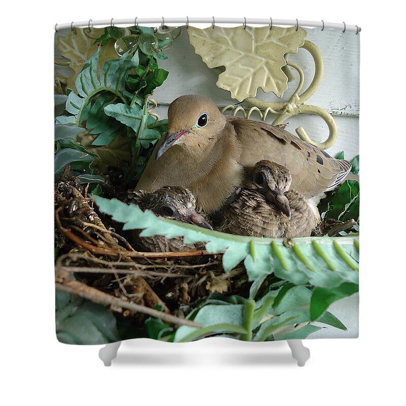 Birds Shower Curtain featuring the photograph Mama Morning Dove by Leslie Manley