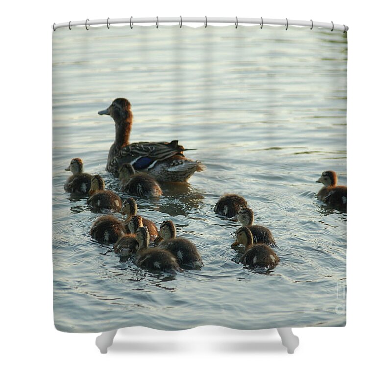 Mama Shower Curtain featuring the photograph Mama with Babies on Outing by Wanda-Lynn Searles