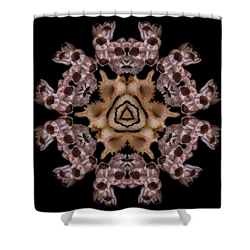 Shells Shower Curtain featuring the photograph Mandala Murex and Barnacle by Nancy Griswold