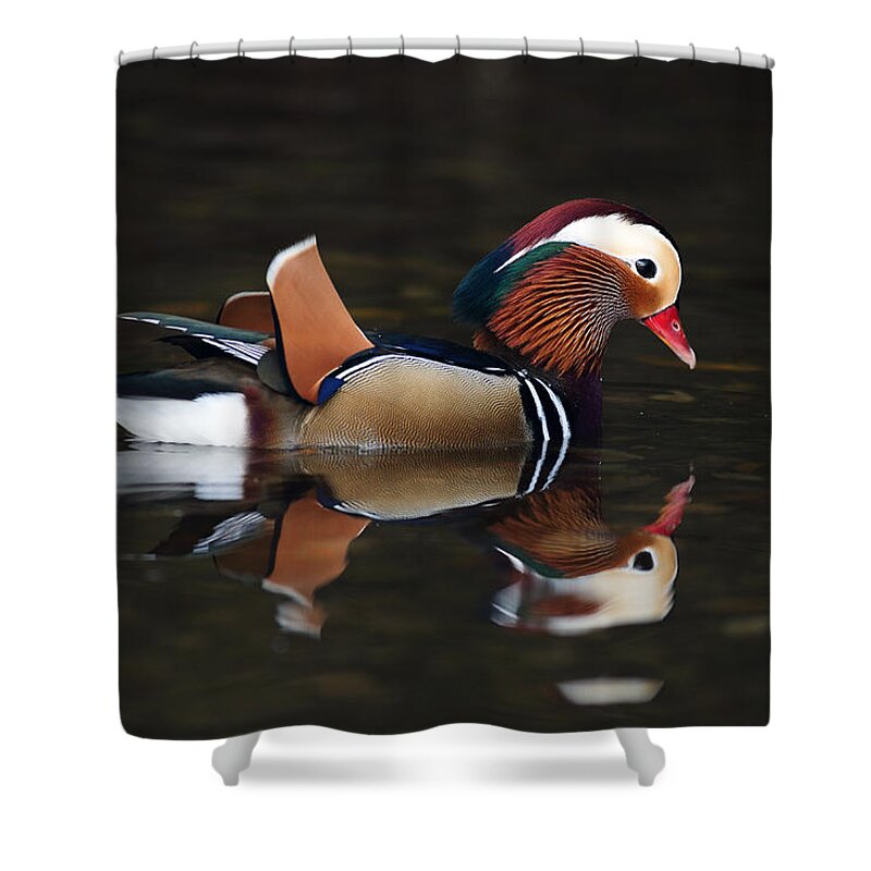 Photography Shower Curtain featuring the photograph Mandarin Duck by Grant Glendinning