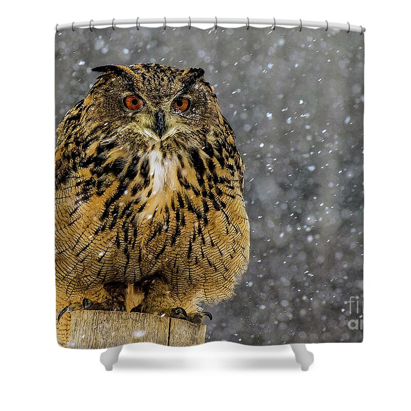 Owl Shower Curtain featuring the photograph Mango by Jale Fancey