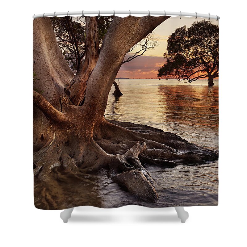 Mangrove Trees Shower Curtain featuring the photograph Mangrove Trees by Robert Charity