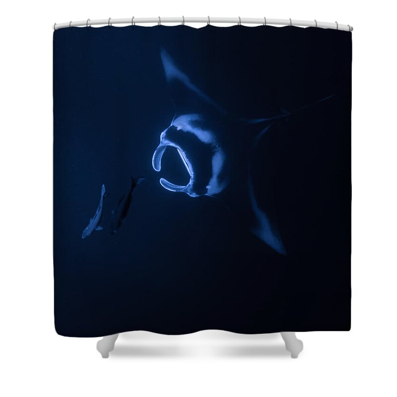Adventure Shower Curtain featuring the photograph Manta Ray Asending by Art Atkins
