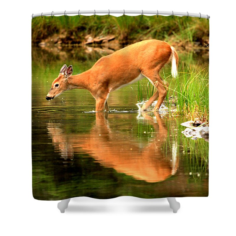 Deer Shower Curtain featuring the photograph Eating Off The Bottom Of Fishercap by Adam Jewell