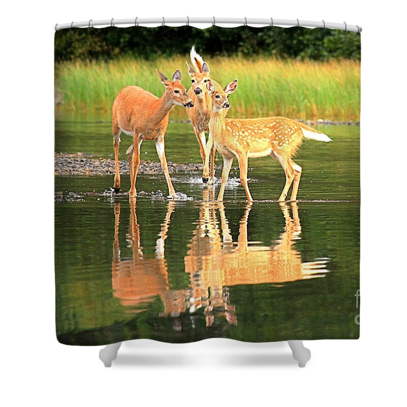 Deer Shower Curtain featuring the photograph Fishercap Family Portrait by Adam Jewell