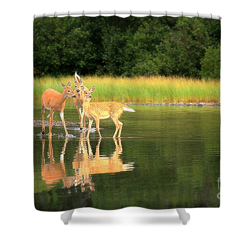 Deer Shower Curtain featuring the photograph Fishercap Family Gathering by Adam Jewell