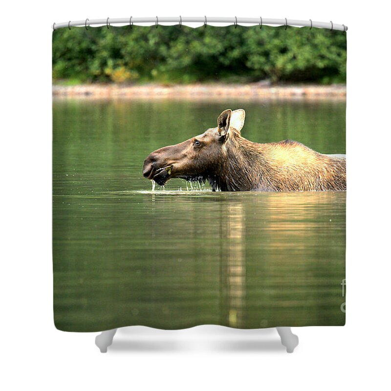  Shower Curtain featuring the photograph Many Glacier Moose 8 by Adam Jewell