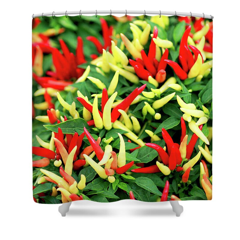 Farmers Market Shower Curtain featuring the photograph Many Peppers by Todd Klassy