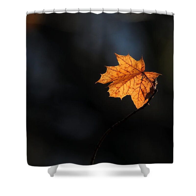 Maple Leaf Shower Curtain featuring the photograph Maple Leaf Setauket New York by Bob Savage
