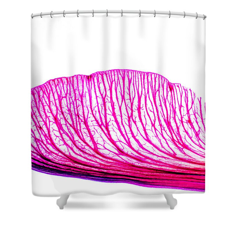 Jay Stockhaus Shower Curtain featuring the photograph Maple Seed by Jay Stockhaus