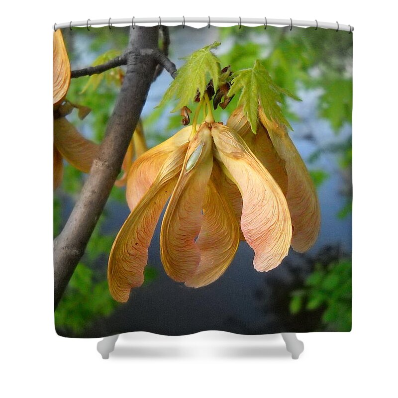 Maple Shower Curtain featuring the photograph Maple seeds in May by Kent Lorentzen