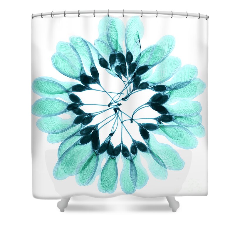 Nature Shower Curtain featuring the photograph Maple Seeds X-ray by Ted Kinsman