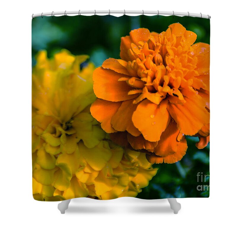 Marigold Shower Curtain featuring the photograph Marigold 1 by Metaphor Photo