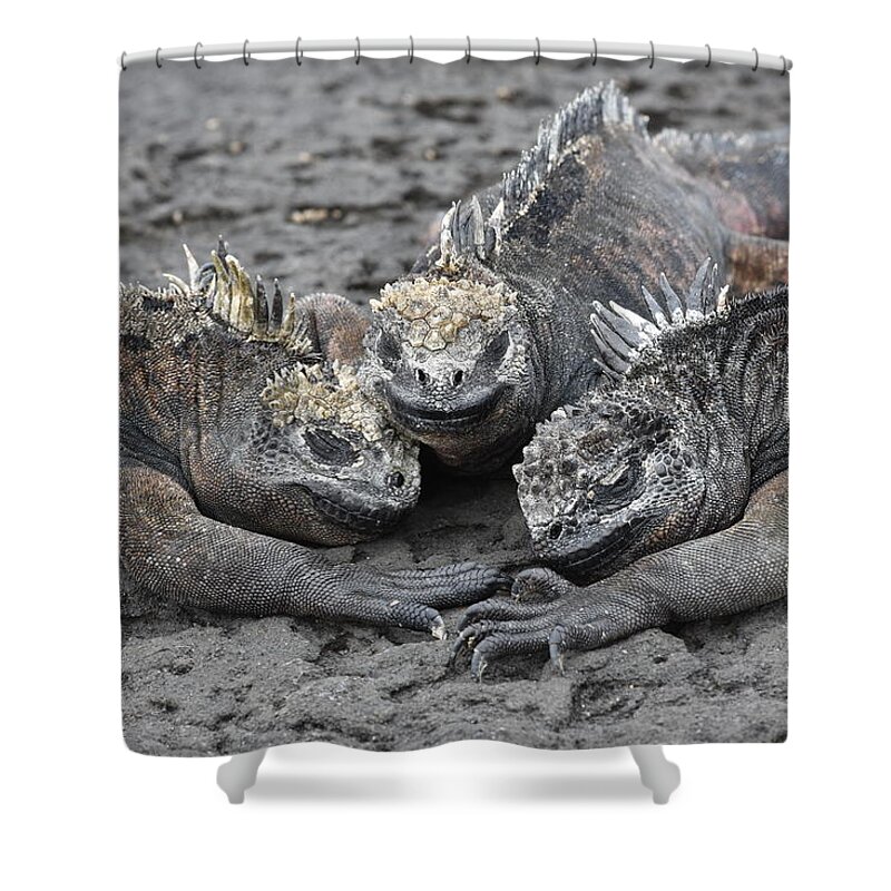 Iguana Shower Curtain featuring the photograph Marine Iguana Rendevous by Ben Foster