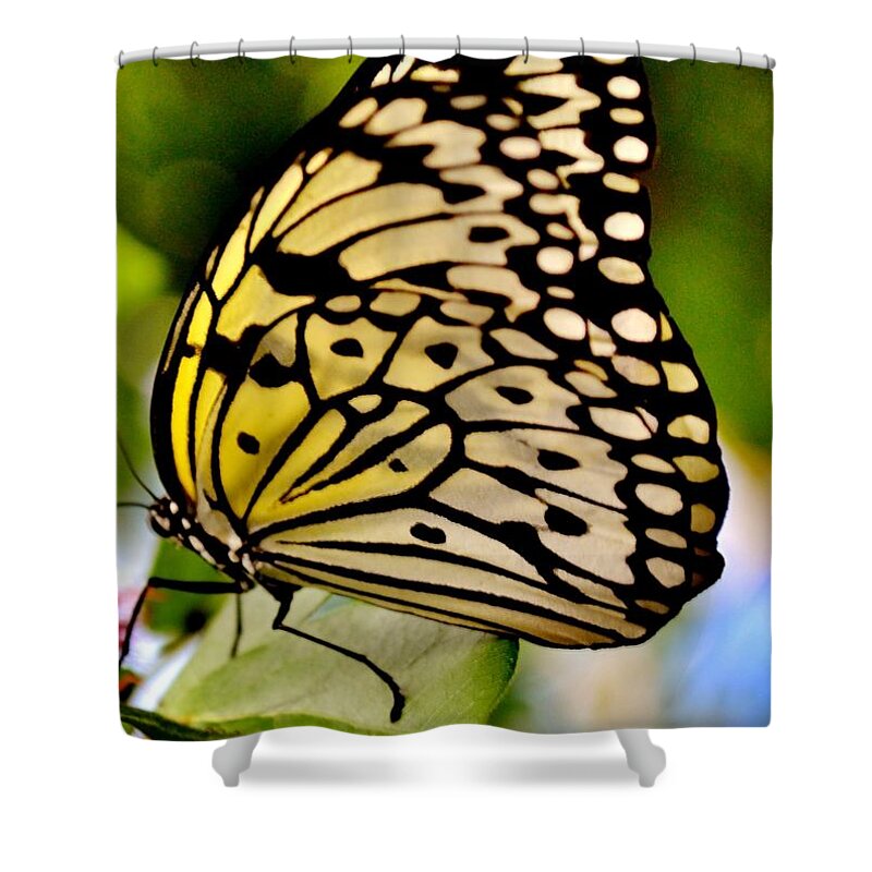 Butterfly Shower Curtain featuring the photograph Mariposa Butterfly by Eileen Brymer