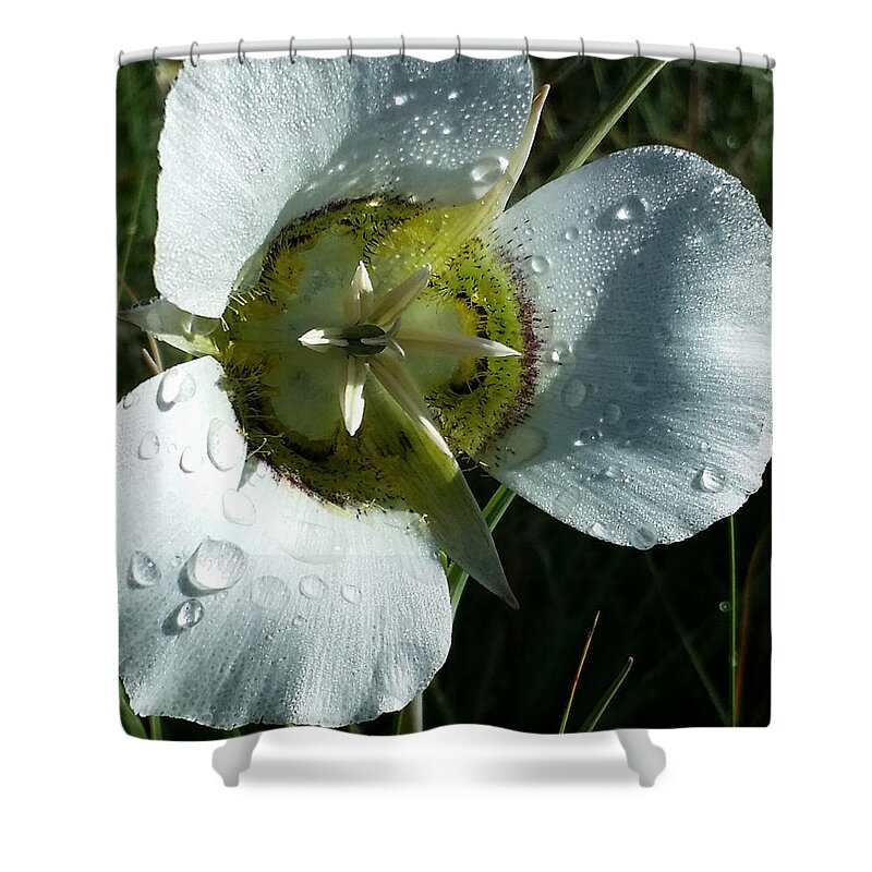 Dew Shower Curtain featuring the photograph Mariposa Dew 2 Rocky Mountain Meadow by Laura Davis