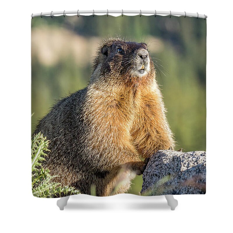 Marmot Shower Curtain featuring the photograph Marmot with an Atitude by Tony Hake