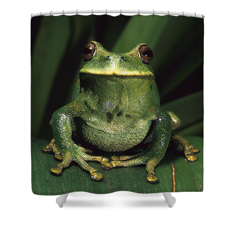 Mp Shower Curtain featuring the photograph Marsupial Frog Gastrotheca Orophylax by Pete Oxford