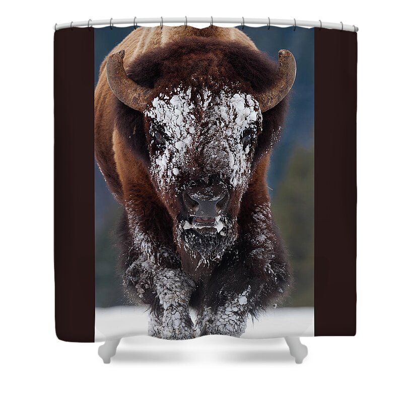 Mark Miller Photos Shower Curtain featuring the photograph Masked Bison II by Mark Miller