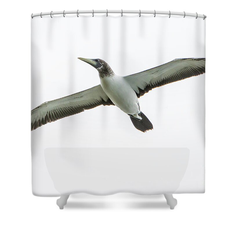 Bird Shower Curtain featuring the photograph Masked Booby 02 by Werner Padarin