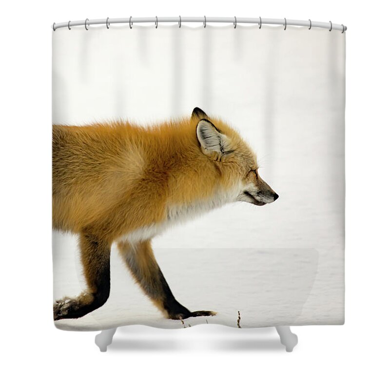 Vulpes Vulpes Shower Curtain featuring the photograph Mature red fox in snowy field in Yellowstone National Park, Wyom by Karen Foley