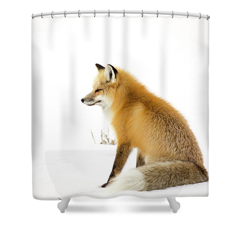 Vulpes Vulpes Shower Curtain featuring the photograph Mature red fox sitting in snowy field in Yellowstone National Park by Karen Foley