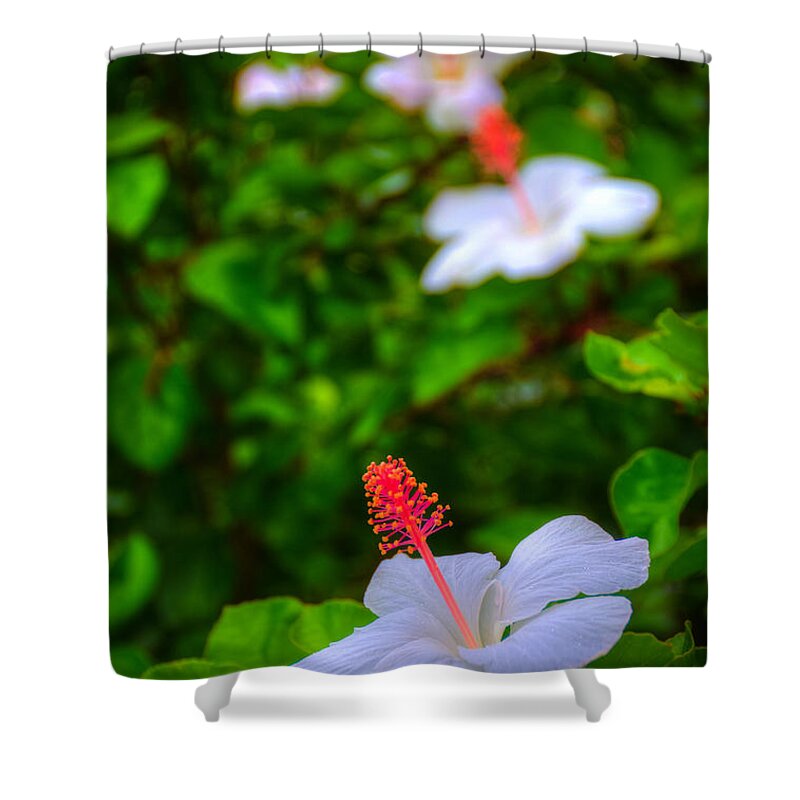 Maui Shower Curtain featuring the photograph Maui Hibiscus by Kelly Wade